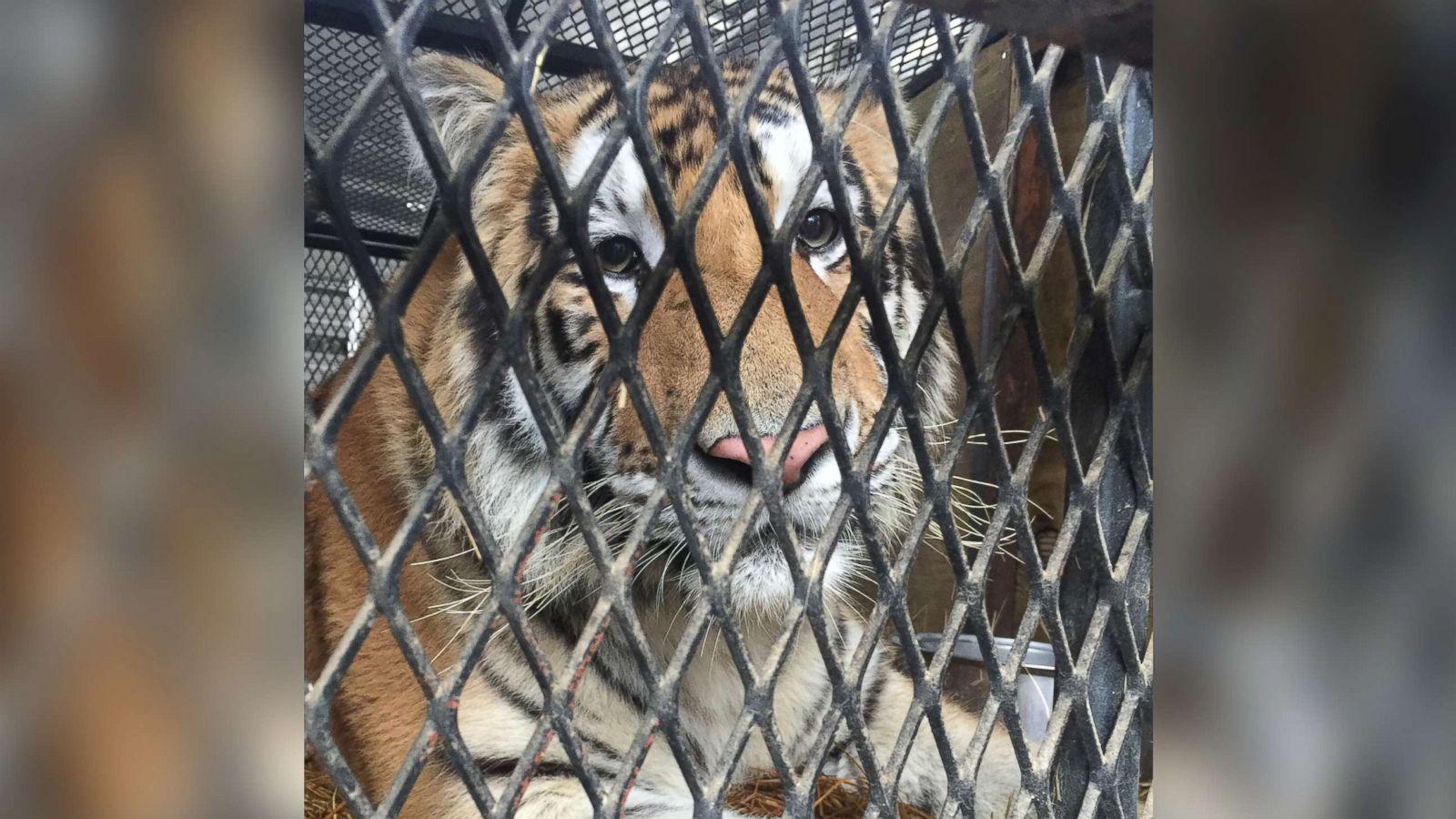 VIDEO: Tigru în cușcă, descoperit într-o casă părăsită din Houston.