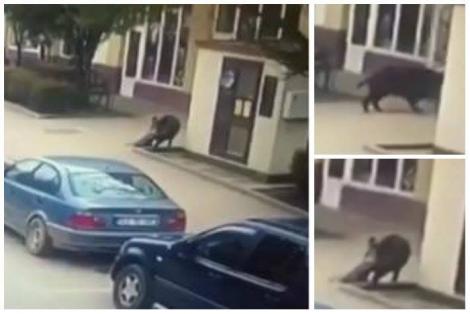VIDEO Mai multe persoane au fost atacate de un porc mistreț pe străzile din Șimleul Silvaniei! Trei oameni au ajuns la spital