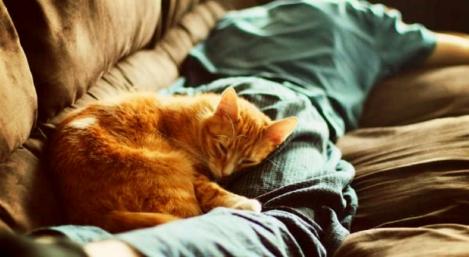 Oricine trebuie să știe asta! Ce se întâmplă dacă dormi cu pisica în pat ori în cameră! Atenție, efectele sunt nebănuite!