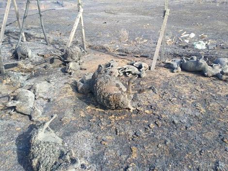 Video. 180 de oi arse de vii, în urma unui incendiu în județul Galați. Imagini cu puternic impact emoțional