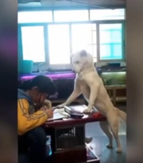 Un bărbat și-a dresat câinele să facă temele cu fetița! Rezultatul merită aplauze