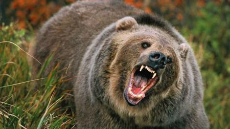 Avertizare prin sistemul RO-ALERT, după ce un urs a fost văzut în oraș: ”Evitați zona!”