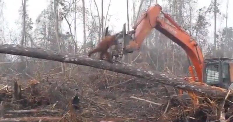 Cum îi mai rabdă pământul de atâta răutate? Cu ultimele puteri, un urangutan se luptă cu buldozerul care defrișează pădurea în care trăiește!