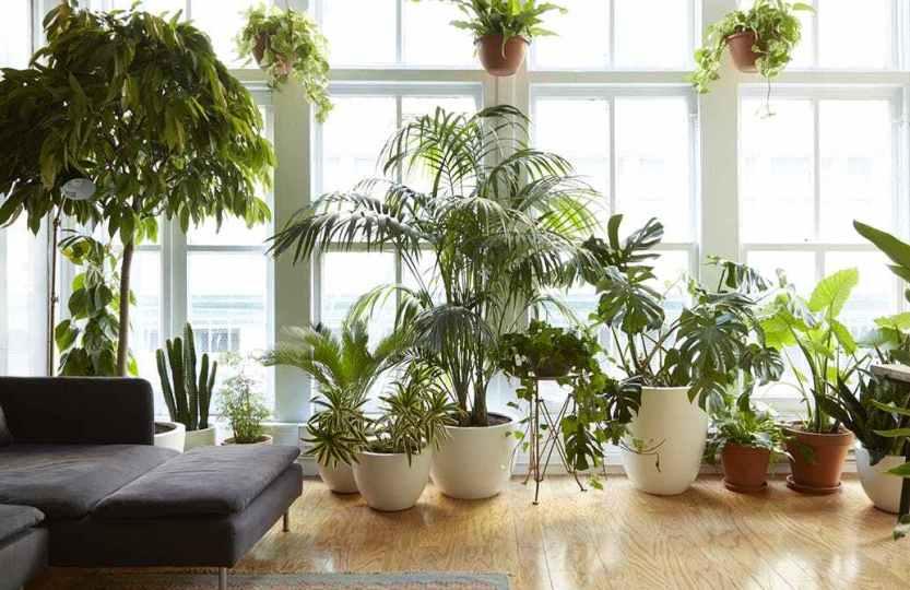 Plante de apartament otrăvitoare. La ce flori toxice să fii atent