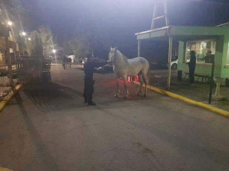 Doi cai lăsaţi liberi s-au plimbat, timp de o oră, pe străzi intens circulate din Buzău. Proprietarul a fost amendat