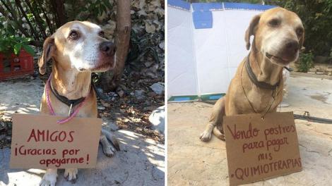 Rămâi fără cuvinte! Un câine bolav de cancer "vinde" prăjituri pentru a-și putea plăti ședințele de chimioterapie