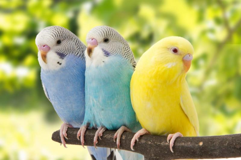 Cele mai sociabile rase de papagali vorbitori. Cât și cum îi îngrijim | Antena 1