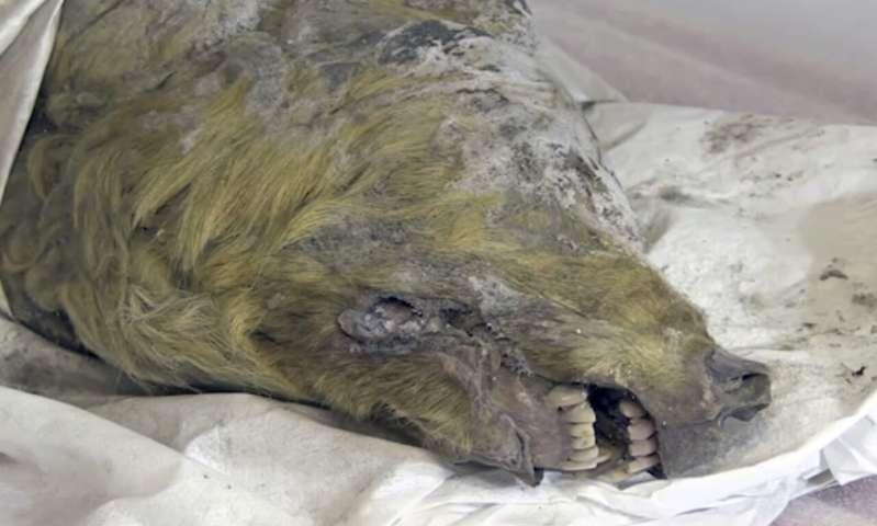 Un cap de lup gigantic, vechi de 32.000 de ani, are creierul și dinții în stare bună. Imagini spectaculoase!