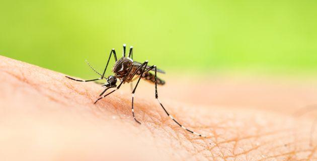 Ce este West Nile, virusul răspândit de țânțari: primele simptome și tratament