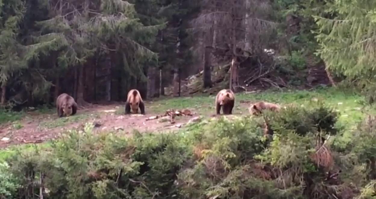 Momentul în care patru urși au ieșit din pădure să mănânce, surprins de angajații Romsilva! Imaginile sunt virale