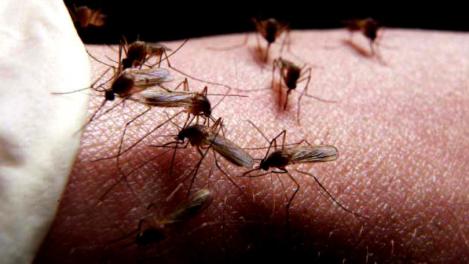 Încălzirea globală aduce cinci specii de țânțari în România