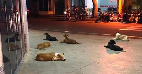 Mai mulți câini au stat nemișcați ore în șir în fața unui spital așteptând un bărbat fără adăpost care avea grijă de ei