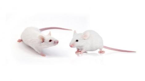 Cercetătorii au reuşit să elimine HIV din organismul unor şoareci infectaţi. Oamenii pot fi următorii