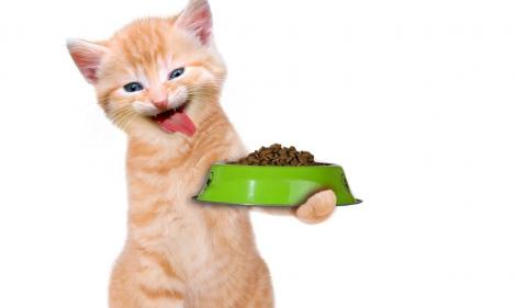 Cum alegi mâncarea pentru pisici: Lucruri mai puțin știute despre hrana pisicii