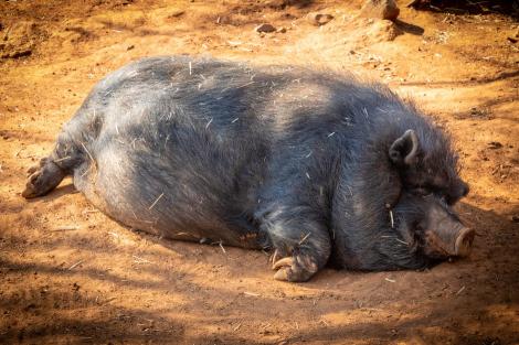 Situația actuală privind evoluția Pestei Porcine Africane în România!