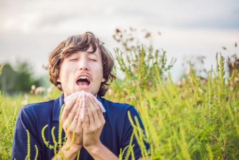 Alergia la ambrozie face ravagii. Schema celui mai eficient tratament