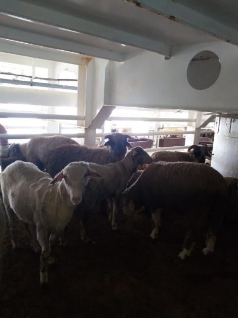 Ministerul Agriculturii: La finalul călătoriei navei Al Shuwaikh, cu 66.000 ovine, s-a înregistrat un procent al mortalităţii de 0,5 % din totalul animalelor îmbarcate, în limite legale