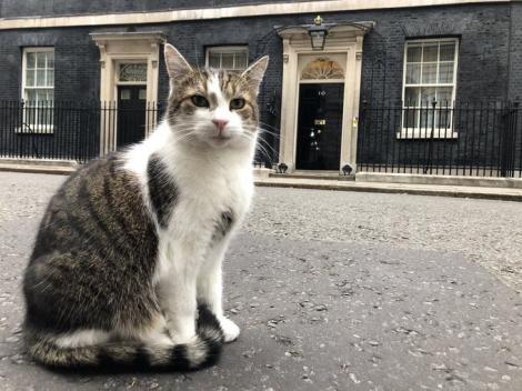 Să-l cunoaștem pe Larry, pisica prim-miniștrilor din Marea Britanie. Foto inedite