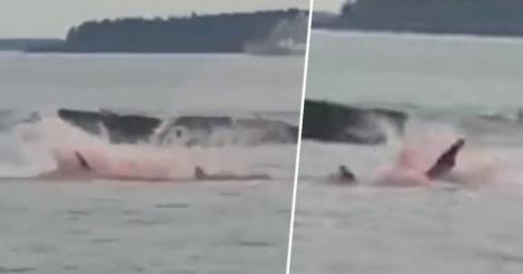 Scene terifiante cu rechinul Marele Alb care își devorează prada într-o baltă de sânge, capturate de turiști - VIDEO