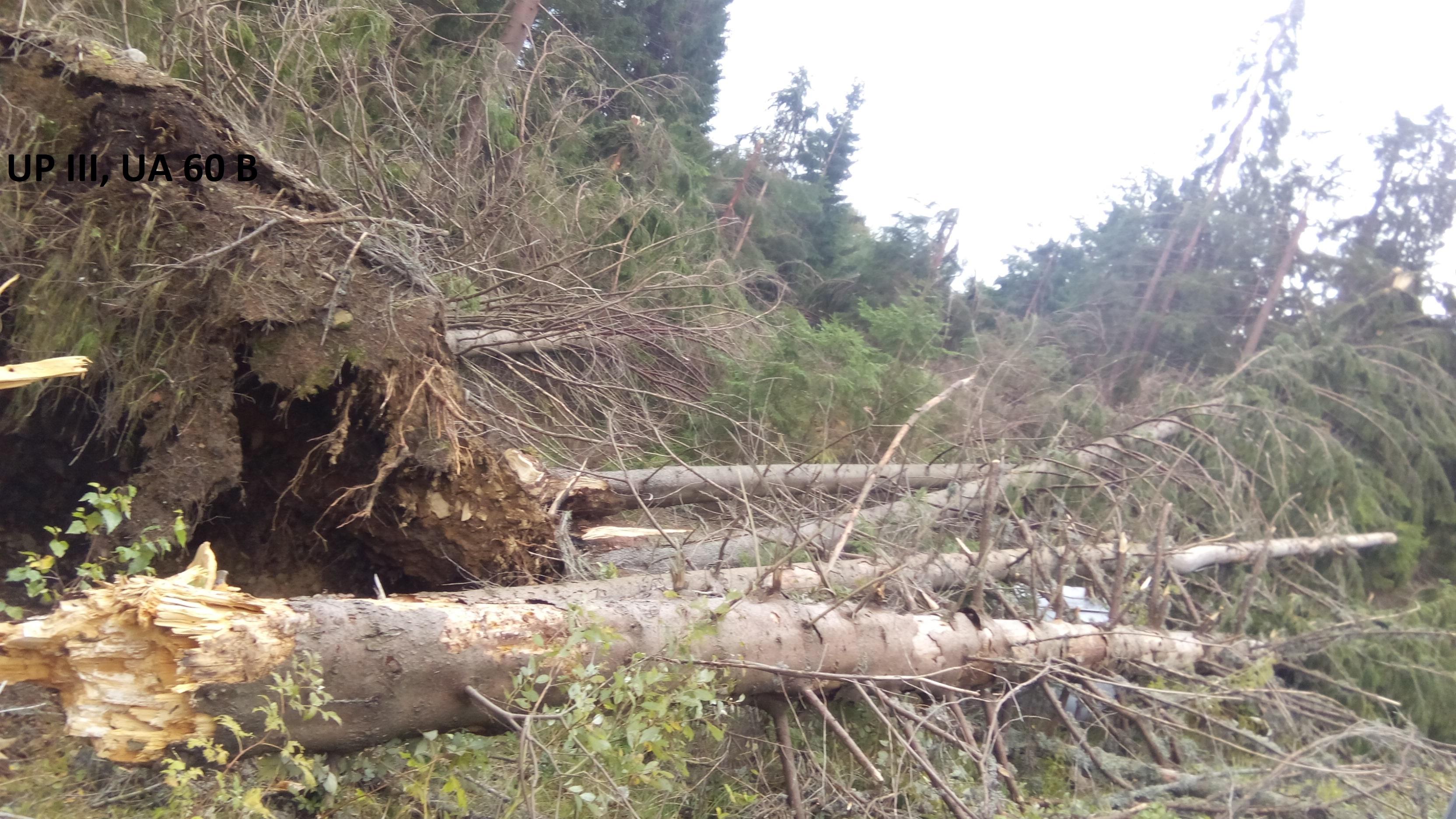 Iaşi: Un pădurar de la Ocolul Silvic Paşcani a fost găsit mort în pădure, existând suspiciuni că a fost victima unei agresiuni