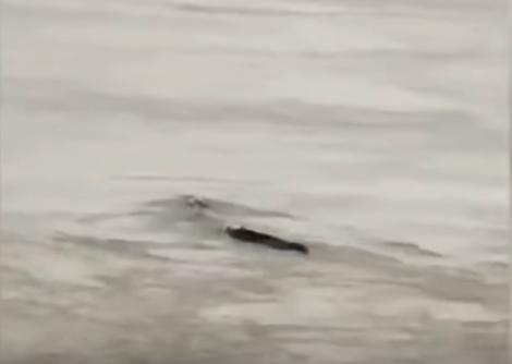 Video. O creatură misterioasă a fost filmată pe un lac: „Am văzut-o și nu este vreun pește uriaș! Are 20 de metri și se mișcă ciudat”