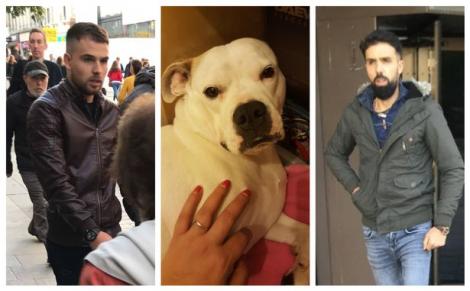Românii care au șocat Marea Britanie! Au aruncat câinele de la balcon, după un scandal | VIDEO