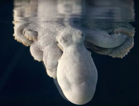 Viral! „Monstru” acvatic fermecător! Cum arată o caracatiță care visează! „Și-a schimbat culorile una după alta! La un moment dat, a devenit complet albă! A fost extraordinar!” – Video