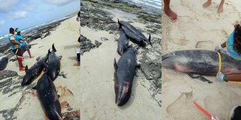 Zeci de delfini, găsiți morți pe o plajă! Oamenii de știință nu pot explica, deocamdată, fenomenul care a șocat lumea