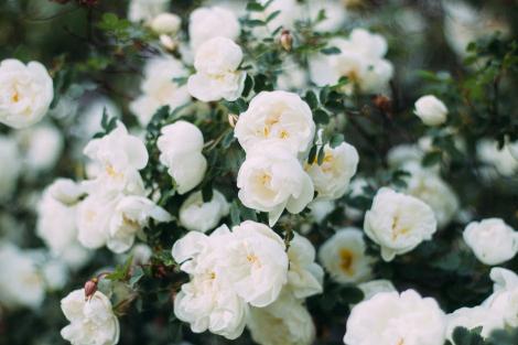 Trandafiri: Câte specii există în România și sfaturi de îngrijire toamna