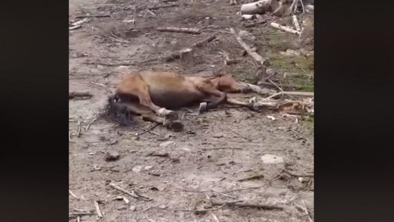 Cum este un cal torturat și folosit ca momeală pentru urși VIDEO