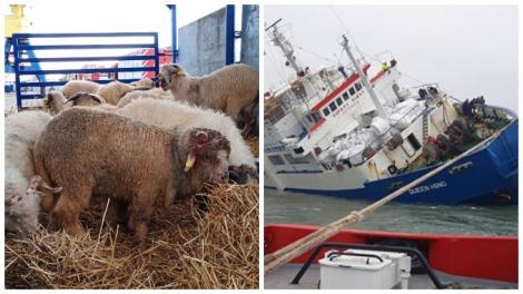 Oile care au supraviețuit naufragiului din Portul Midia au ajuns într-o fermă de lângă București: ”Vor avea condiții nemaivăzute!”