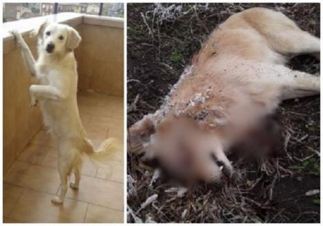 Un câine a fost împușcat în cap, la o sută de metri de casa proprietarilor. Mesajul făcut public pe Facebook: ”Să mori în chin!”