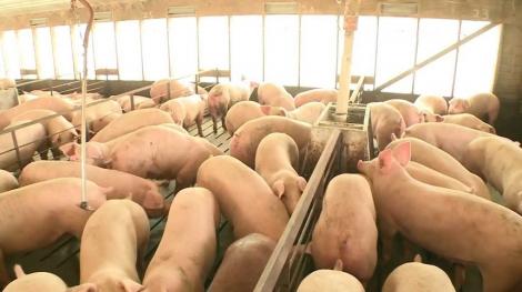 Peste 25.000 de porci vor fi sacrificaţi la Brăila după confirmarea pestei porcine într-o fermă