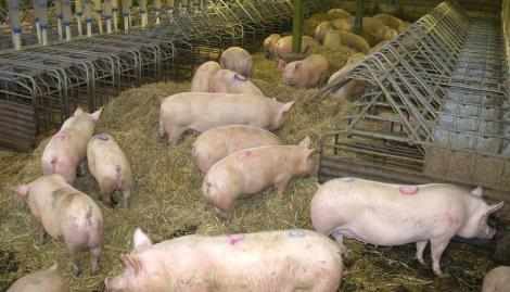 Prahova: 14 cazuri de pestă porcină africană, confirmate pe fonduri de vânătoare şi într-o gospodărie