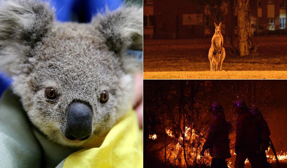 Solidari cu Australia! Românii donează bani și cumpără obiecte pe Facebook pentru a ajuta victimele incendiilor