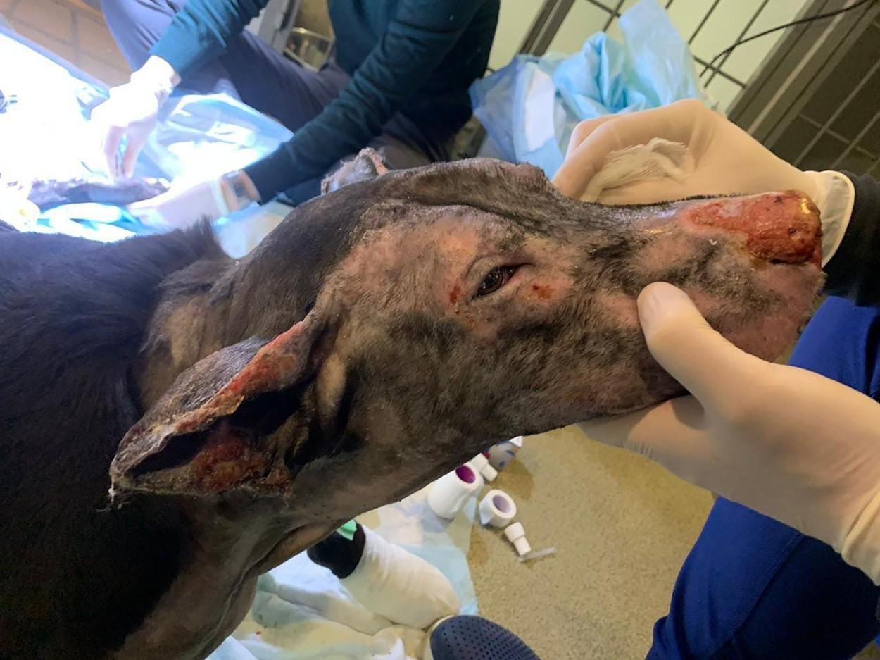 Câinele-erou care a salvat 4 pacienți dintr-un incendiu. Povestea patrupedului pe care flăcările aproape că l-au mistuit
