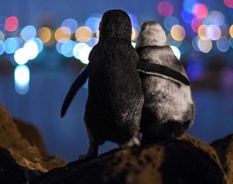 O poză cu doi pinguini văduvi care se îmbrățișează a ajuns viral pe internet. Imaginea care a emoționat până la lacrimi