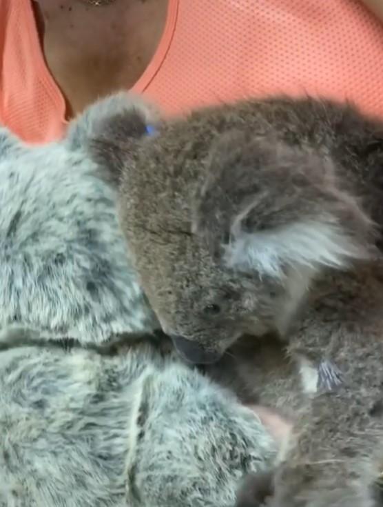 Moment emoționant! Un pui de koala rămas orfan îmbrățișează un ursuleț de pluș. Imaginile au ajuns virale. Video