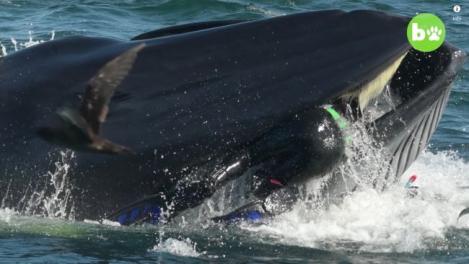 A ajuns în gura unei balene, dar a scăpat teafăr și nevătămat. Povestea incredibilă a unui fotograf