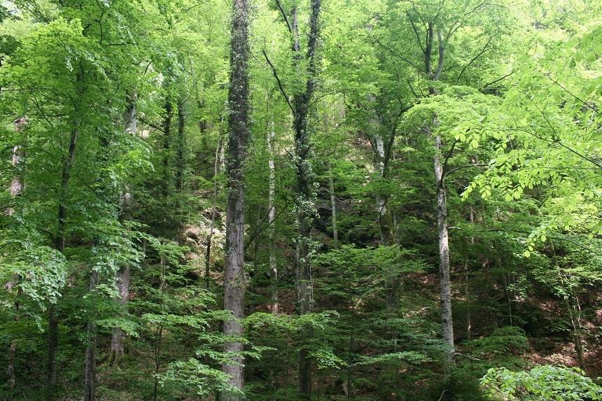 Garda Forestieră Timişoara a găsit 85 de cioate de arbori tăiaţi fără drept, prejudiciu de 33.112 lei. Pădurarul din cantonul silvic Valea Lungă este cercetat, pentru acesta s-a dispus măsura de arest la domiciliu