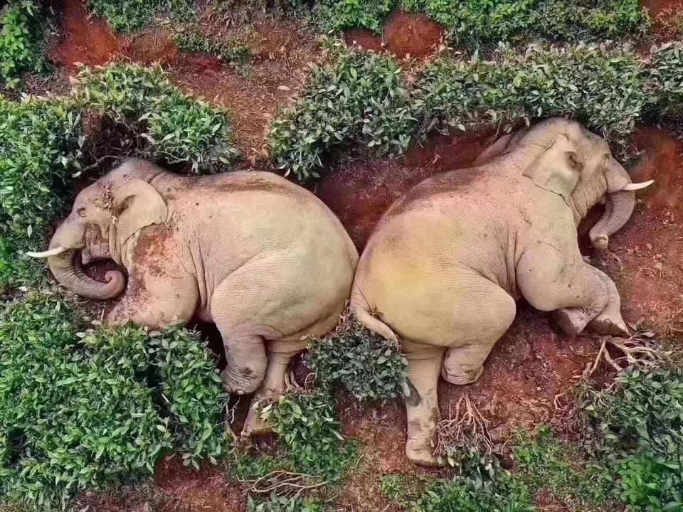 Nimic de cornavirus. Doi elefanți s-au îmbătat ca porcii cu 30 de litri de alcool din porumb. S-au culcat spate în spate