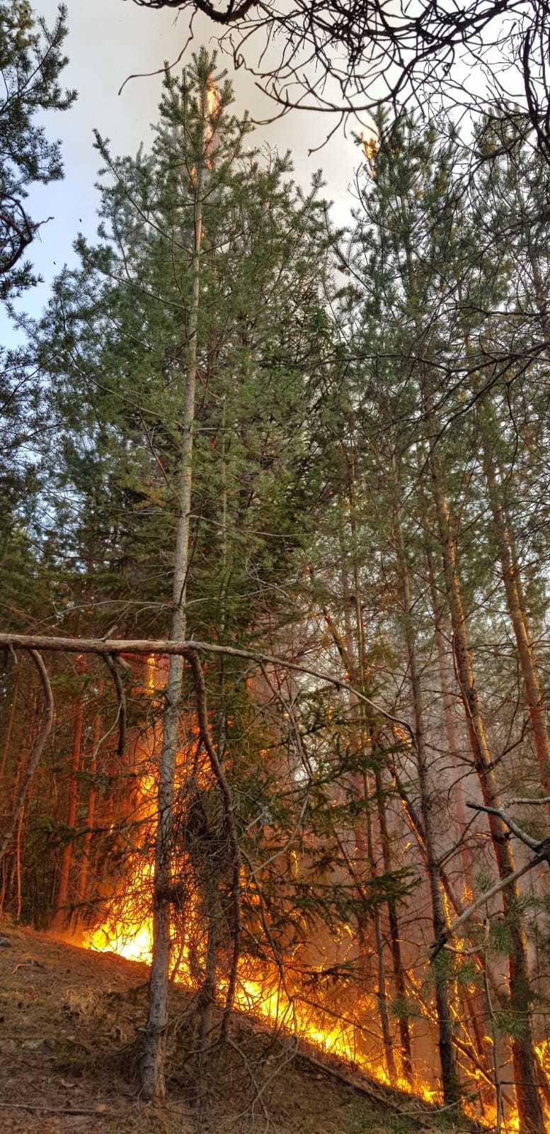 Buzău: Pompierii intervin pentru a stinge un incendiu de vegetaţie care a izbucnit în localitatea Scorţoasa şi s-a extins în comuna învecinată