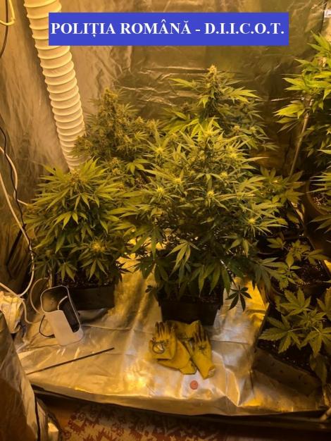 Cultură de cannabis cu peste 100 de plante, găsită de poliţişti în locuinţa unui constănţean / Au fost confiscate 11 kilograme de cannabis