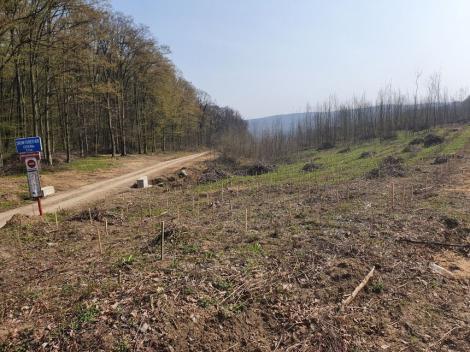 Dosar penal deschis de Poliţia Iaşi pentru tăierile ilegale din pădurea Dobrovăţ