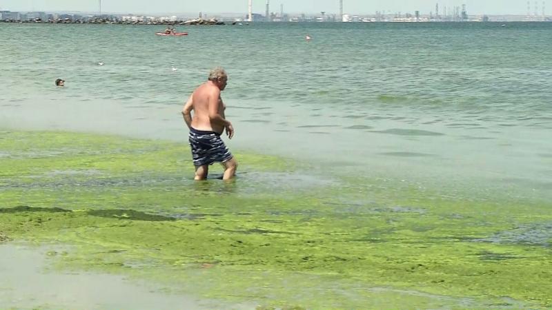 Fenomen Uimitor Pe Plajele Din Mamaia Stratul De Alge Devine Tot Mai Gros Pe Zi Ce Trece Antena 1