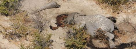 Poți să privești fără să plângi? Sute de elefanţi au fost descoperiţi morţi în Botswana! „Este fără precedent! Nu are legătură cu seceta” - FOTO