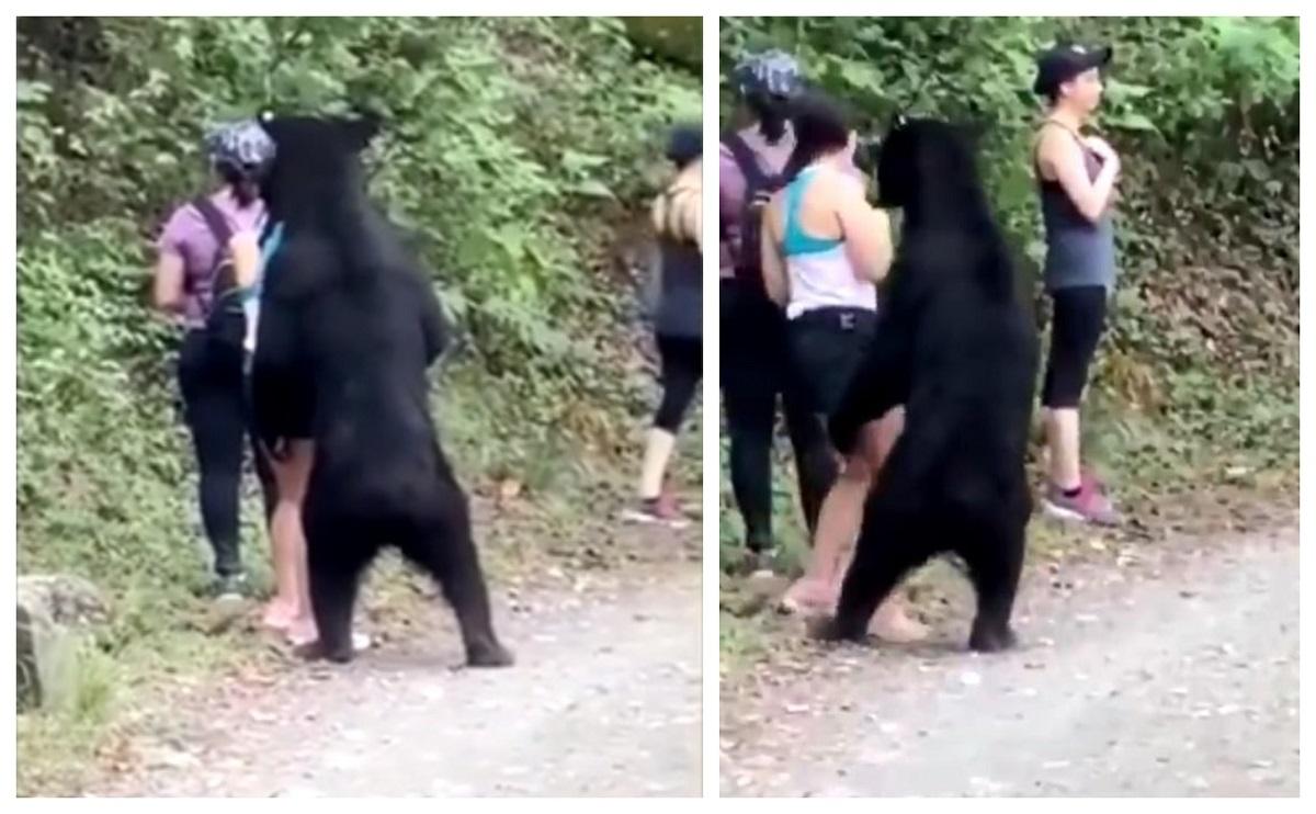 VIDEO. Moment uluitor, surprins de o cameră de filmat! Un urs s-a apropiat de turiști. Ce a făcut a fost incredibil