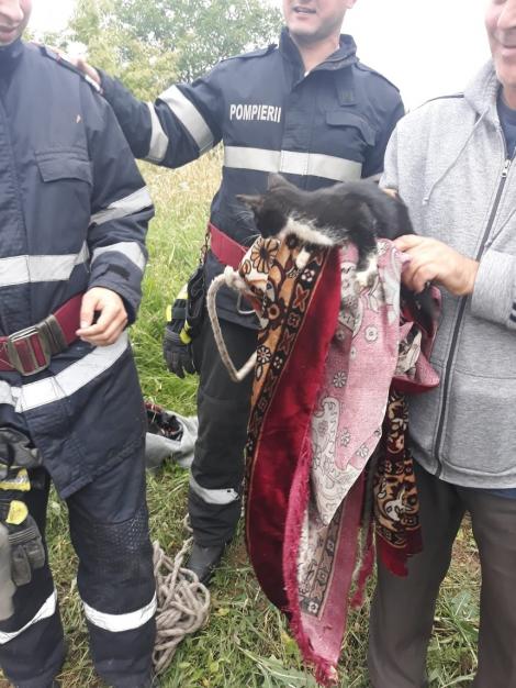 Botoşani: Pisică salvată de pompieri dintr-o fântână