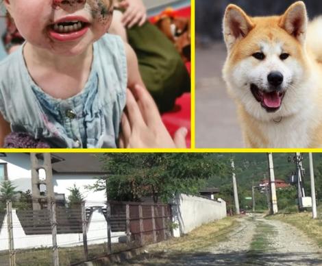 Fetiță din Râmnicu Vâlcea, sfâșiată de un câine Akita Inu! Animalul s-a repezit la gâtul copilei. De la ce a pornit totul