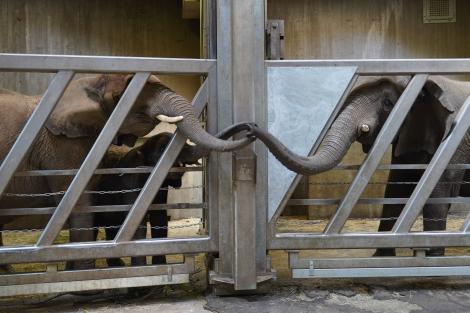 Momentul emoționant în care o femelă elefant își reîntâlnește fiica după 12 ani, într-o grădină zoo din Germania. Imaginile sunt virale 